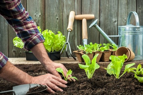 A gardener wearing a plaid shirt is planting new vegetable seedlings into dark, fertile soil within a backyard garden. The garden features a wooden fence in the background and a variety of garden tools resting on the surface, including a hand trowel, a watering can, and planting trays with young leafy greens. In the foreground, several fresh green lettuce and lettuce-like plants are already growing, showing healthy, vibrant leaves. The soil appears slightly damp and well-tilled, indicating recent horticultural activity. The outdoor space is well-organized and receives natural light, suggesting a typical private garden environment in Twickenham, suitable for gardening services such as planting, vegetable patch setup, and outdoor maintenance by Hedge Trimming Twickenham.